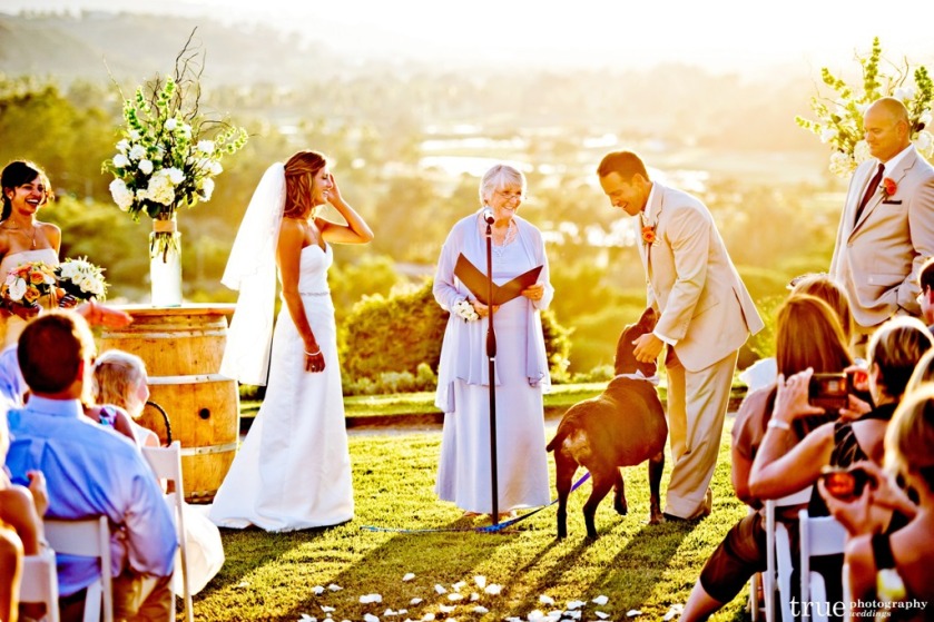 Family Dog With Bride and Groom Ceremony InStyle Event Planning